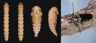 Attēlu rezultāti vaicājumam “Anthrenus sp. imago”