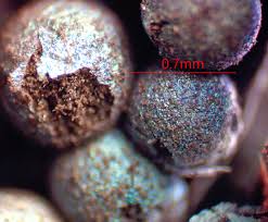 Attēlu rezultāti vaicājumam “Lamproderma nigrescens macro”