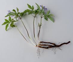 Attēlu rezultāti vaicājumam “Anemone nemorosa bud”