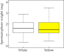 Attēlu rezultāti vaicājumam “Parasemia plantaginis male”