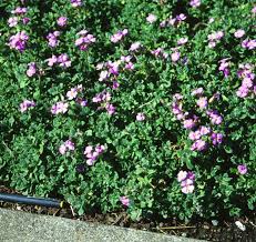 Attēlu rezultāti vaicājumam “Aubrieta deltoidea flower”