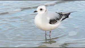 Image result for Rhodostethia rosea