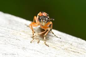 Attēlu rezultāti vaicājumam “Athelia pyriformis”