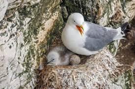 Attēlu rezultāti vaicājumam “Rissa tridactyla nest”