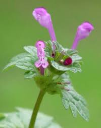 Attēlu rezultāti vaicājumam “Lamium amplexicaule flower”