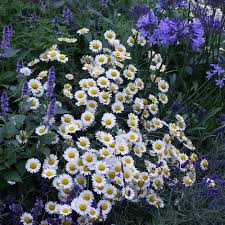 Attēlu rezultāti vaicājumam “Anthemis tinctoria”