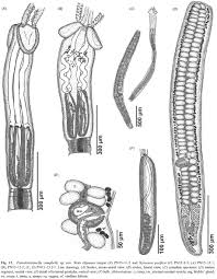 Image result for Styracura pacifica