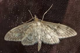 Attēlu rezultāti vaicājumam “Anania lancealis”