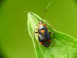 Attēlu rezultāti vaicājumam “Miridae”