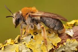 Attēlu rezultāti vaicājumam “Andrena haemorrhoa female”