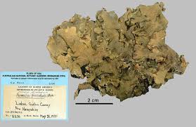 Attēlu rezultāti vaicājumam “Cetrelia olivetorum”