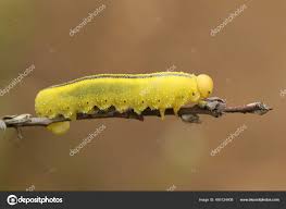 Attēlu rezultāti vaicājumam “Cimbex luteus”