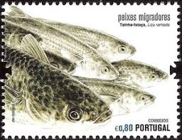 Image result for Liza ramada