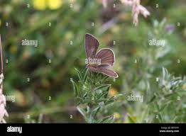 Attēlu rezultāti vaicājumam “Agrodiaetus damon underside”