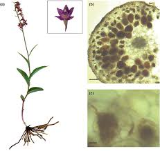 Attēlu rezultāti vaicājumam “Epipactis atrorubens flower”