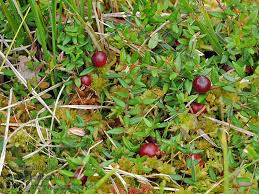 Attēlu rezultāti vaicājumam “Oxycoccus palustris”