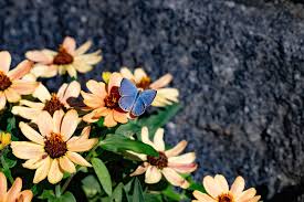 Attēlu rezultāti vaicājumam “Vacciniina optilete underside”