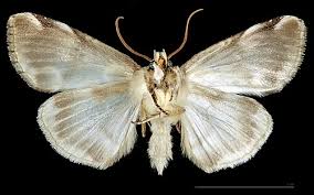 Attēlu rezultāti vaicājumam “Thyatira batis imago”