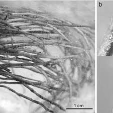 Attēlu rezultāti vaicājumam “Lemanea fluviatilis”