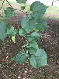 Attēlu rezultāti vaicājumam “Libanotis montana leaf”