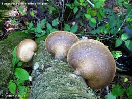 Attēlu rezultāti vaicājumam “Piptoporus betulinus”