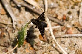 Attēlu rezultāti vaicājumam “Hemipenthes morio”