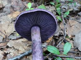 Attēlu rezultāti vaicājumam “Cortinarius violaceus”