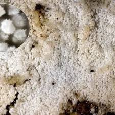 Attēlu rezultāti vaicājumam “Hyphodontia barba-jovis”