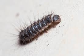 Attēlu rezultāti vaicājumam “Anthrenus verbasci”