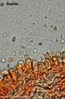 Attēlu rezultāti vaicājumam “Oxyporus corticola”