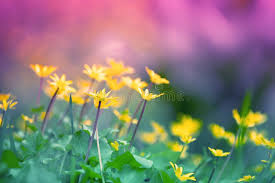Attēlu rezultāti vaicājumam “Ficaria verna flower”