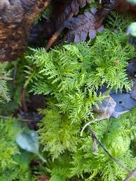 Attēlu rezultāti vaicājumam “Thuidium tamariscinum”