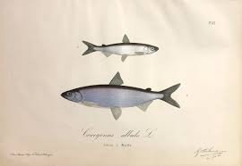 Image result for Coregonus albula