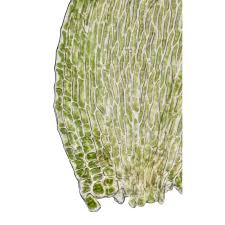 Attēlu rezultāti vaicājumam “Homomallium incurvatum”