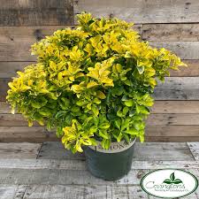 Attēlu rezultāti vaicājumam “Euonymus flower”