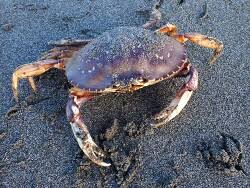 Image result for Metacarcinus magister