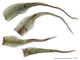 Attēlu rezultāti vaicājumam “Dicranella cerviculata”