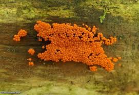 Attēlu rezultāti vaicājumam “Trichia, Hemitrichia sp.”