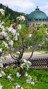 Franz-Josef Salzmann hat als Dombaumeister in St. Blasien Spuren hinterlassen. Für die Kirschblüte bietet die Kuppelkirche eine malerische Kulisse.