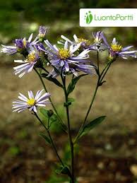 Image result for Aster amellus