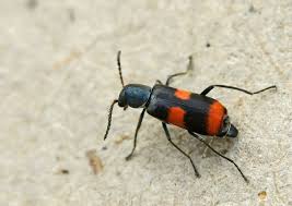 Attēlu rezultāti vaicājumam “Anthocomus fasciatus”