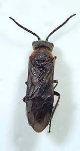 Attēlu rezultāti vaicājumam “Tenthredinidae”