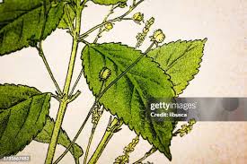 Attēlu rezultāti vaicājumam “Mercurialis perennis leaf”