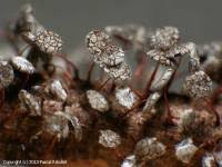 Attēlu rezultāti vaicājumam “Physarum pezizoideum”