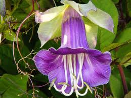 Image result for Glockenrebe