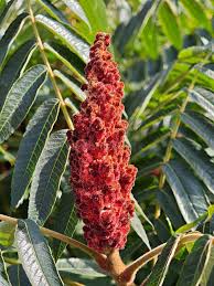 Attēlu rezultāti vaicājumam “Rhus typhina flower”