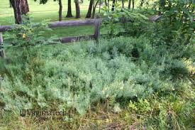 Attēlu rezultāti vaicājumam “Linaria vulgaris bud”
