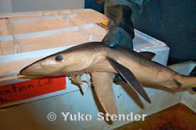 Image result for Prionace glauca