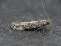 Attēlu rezultāti vaicājumam “Gelechia scotinella”