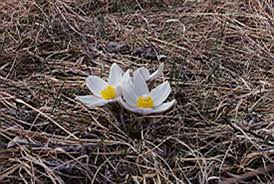 Attēlu rezultāti vaicājumam “Pulsatilla patens leaf”